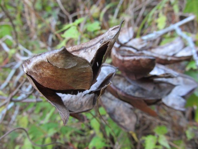 落下傘攻撃で植物三昧