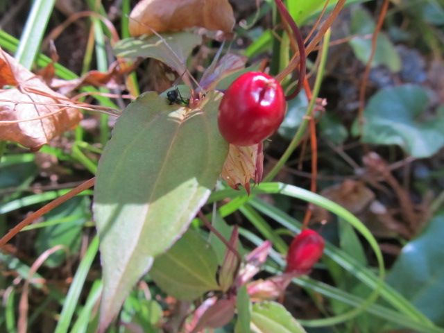 落下傘攻撃で植物三昧