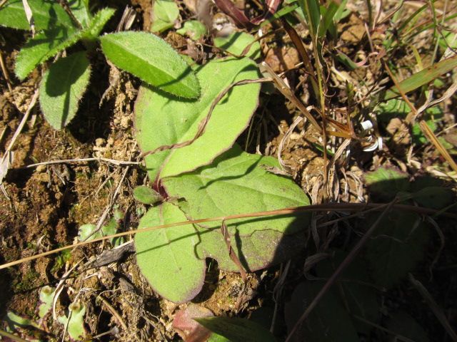 落下傘攻撃で植物三昧