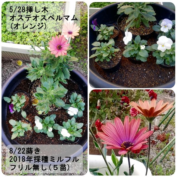 2020.11.30_今日のお花たちの様子🌼