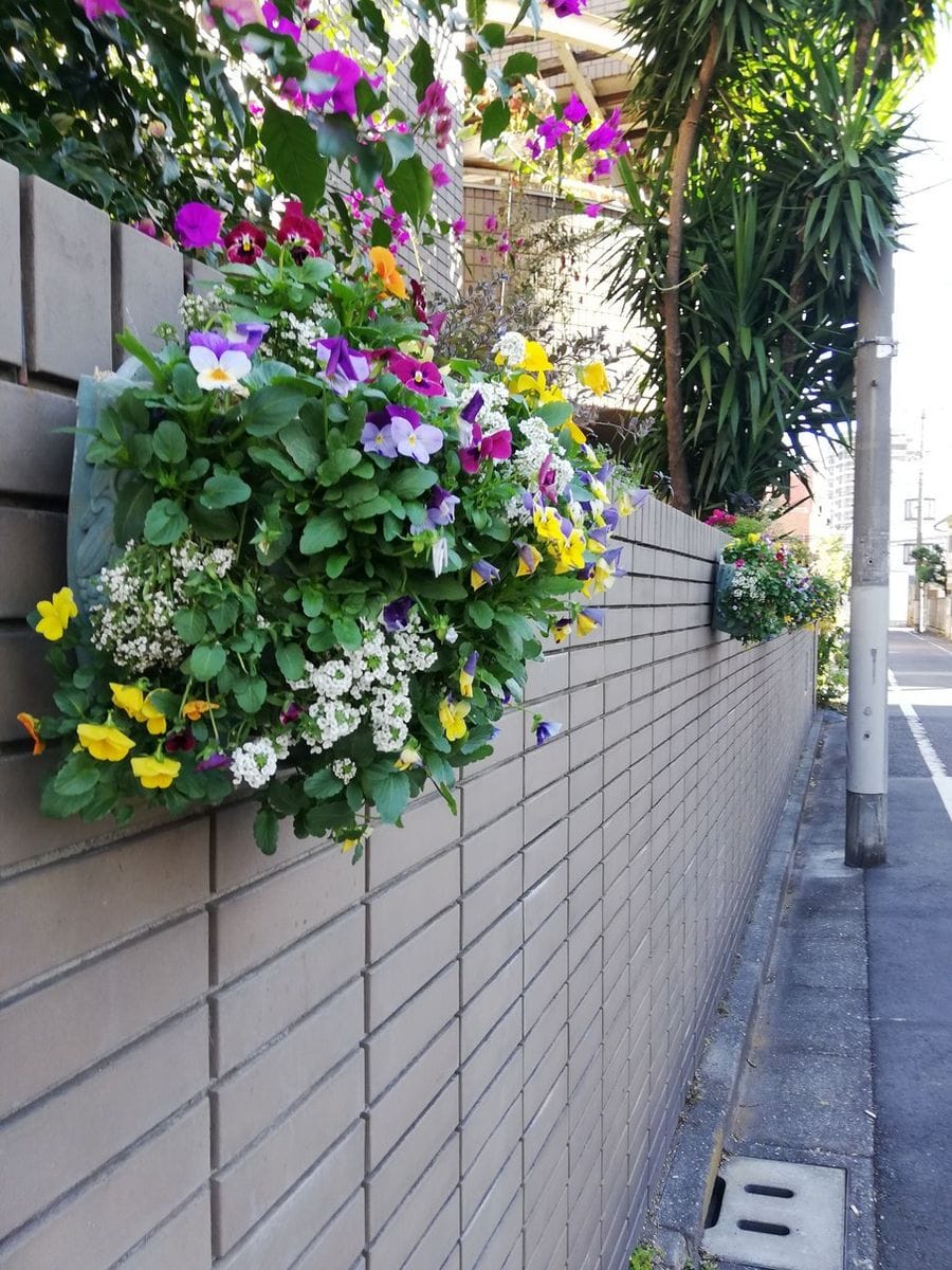 植え替え終了