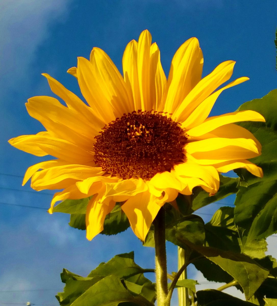 １２月を目前に咲く『ひまわり』🌻🌻