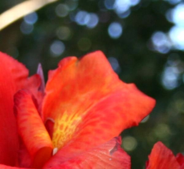 オールドカメラで花を撮る。～カンナ