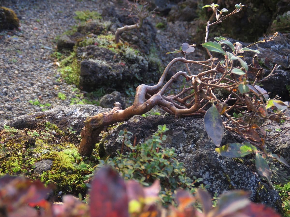 けさの苔庭