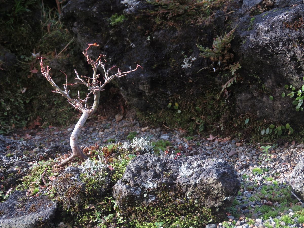 けさの苔庭