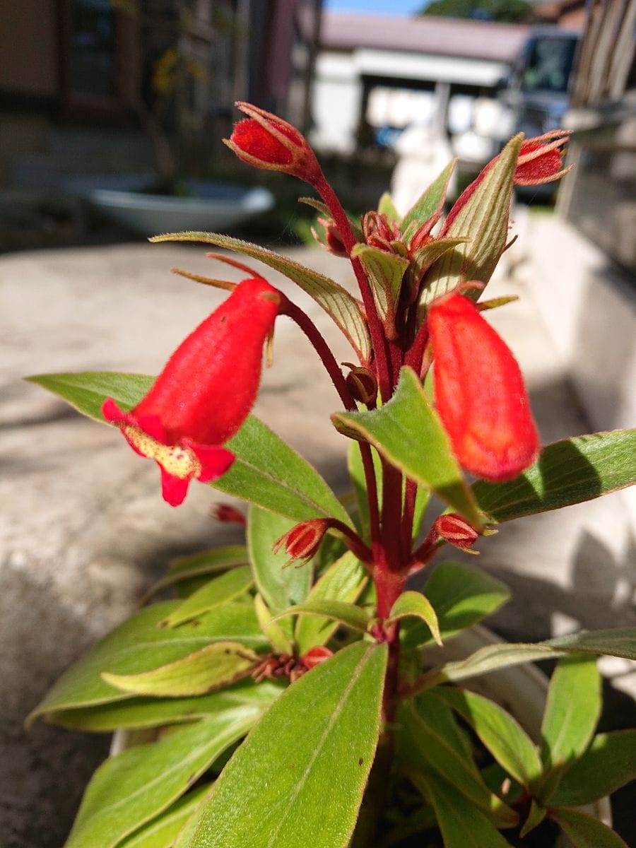 山茶花 山茶花 咲いた道～