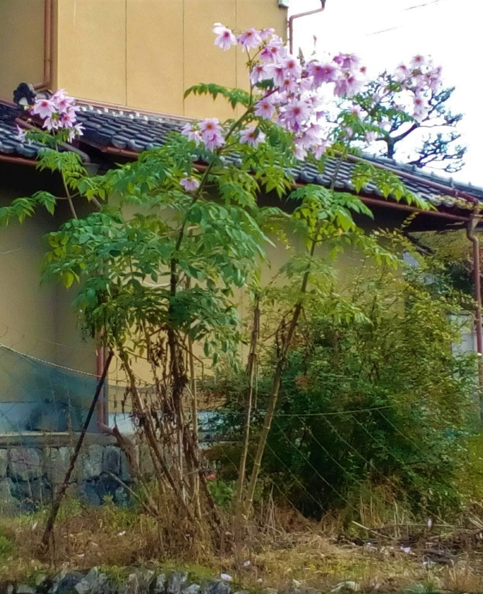 今の季節に一番目に付く花は???