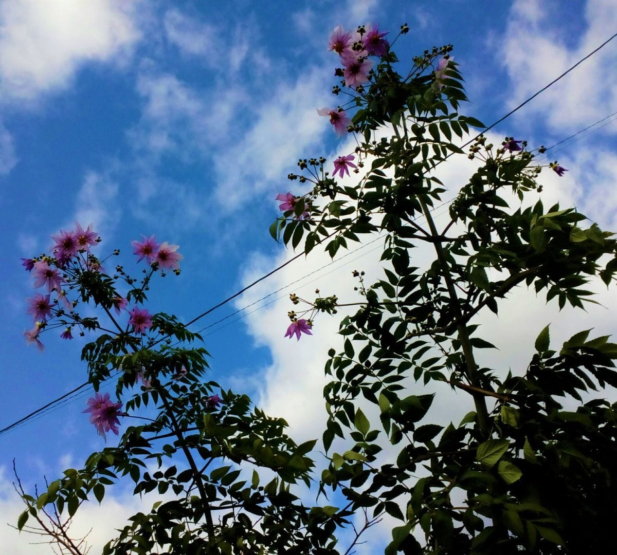 今の季節に一番目に付く花は???