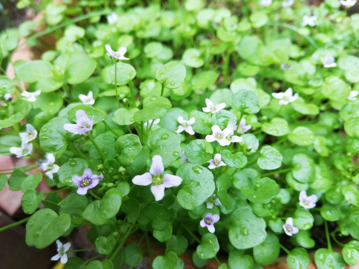 朝から小雨☔