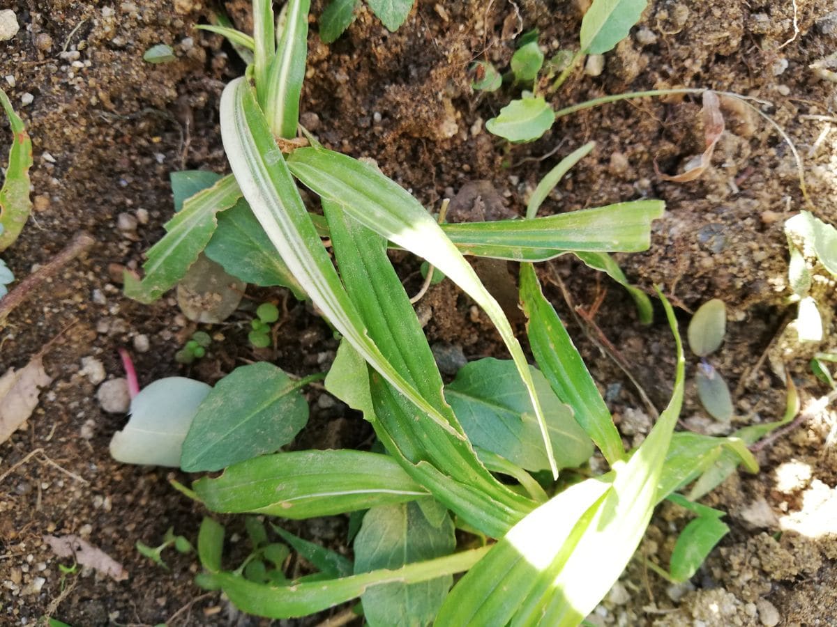 朝４度午後快晴☀️サツマイモの収穫。野菜。吉祥草。