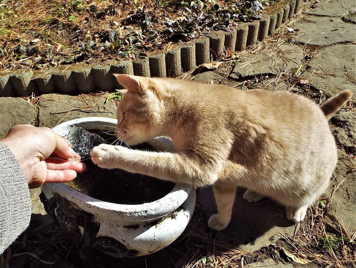 うす氷　爪とぎ　スミレ