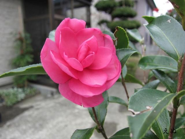 山茶花