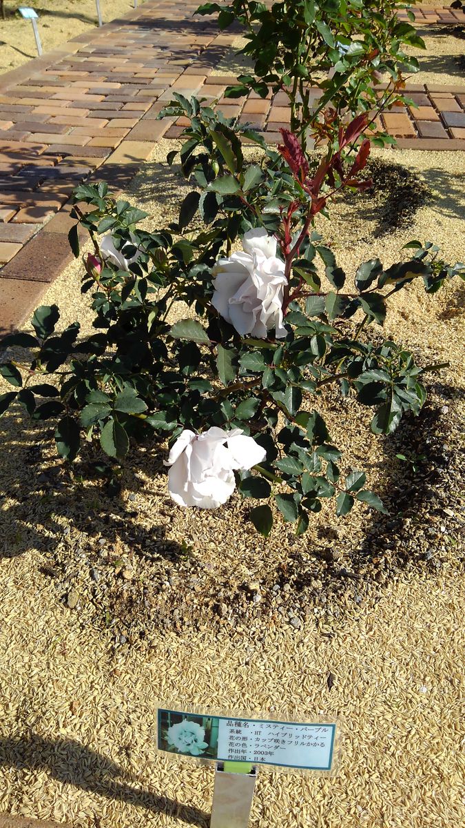 Grandpa's rose garden！