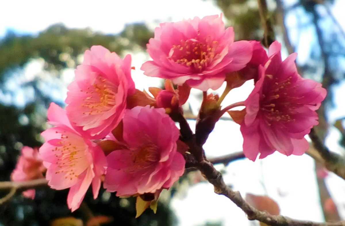 女性の名前の『サクラ』🌸