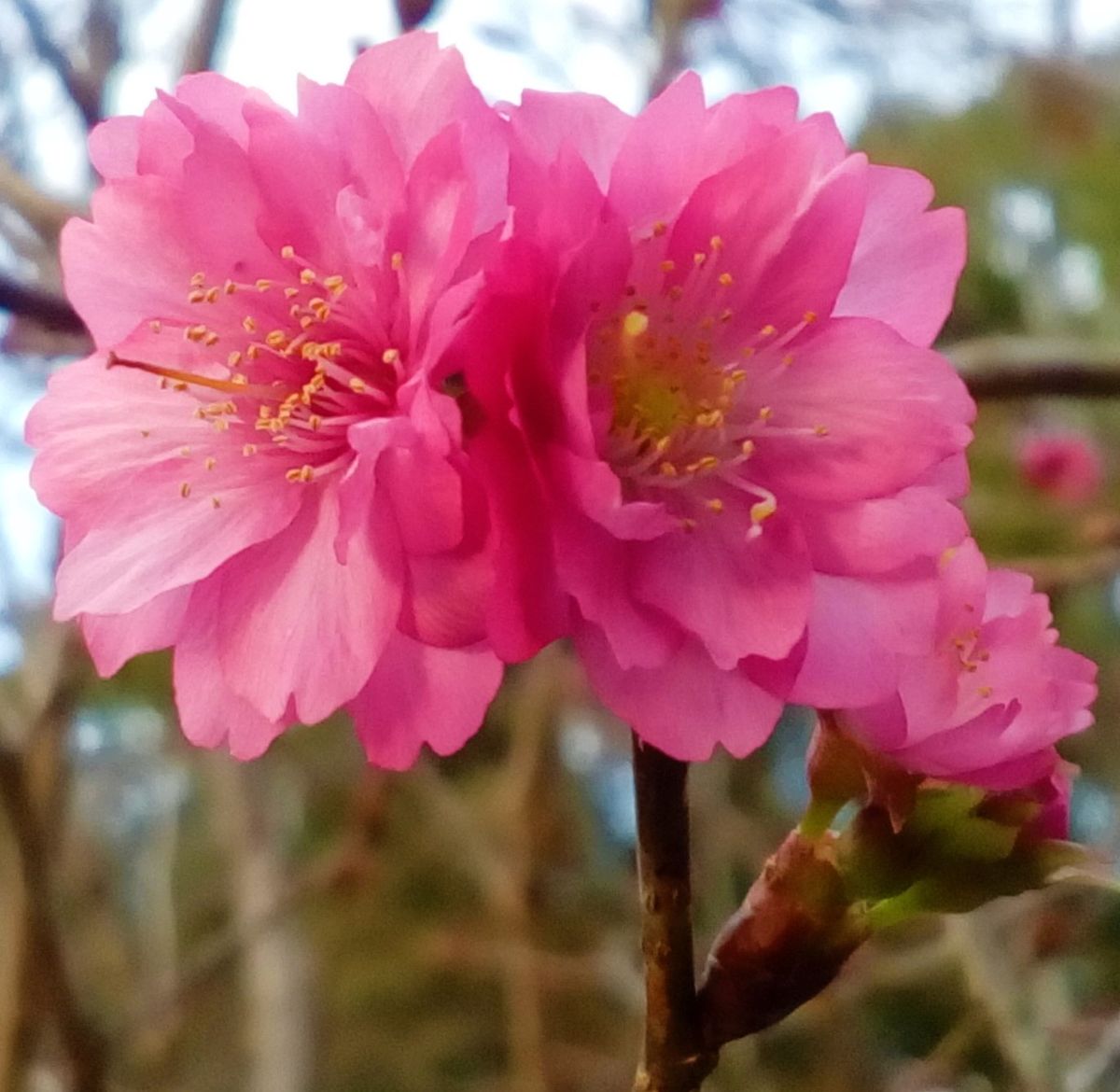 女性の名前の『サクラ』🌸