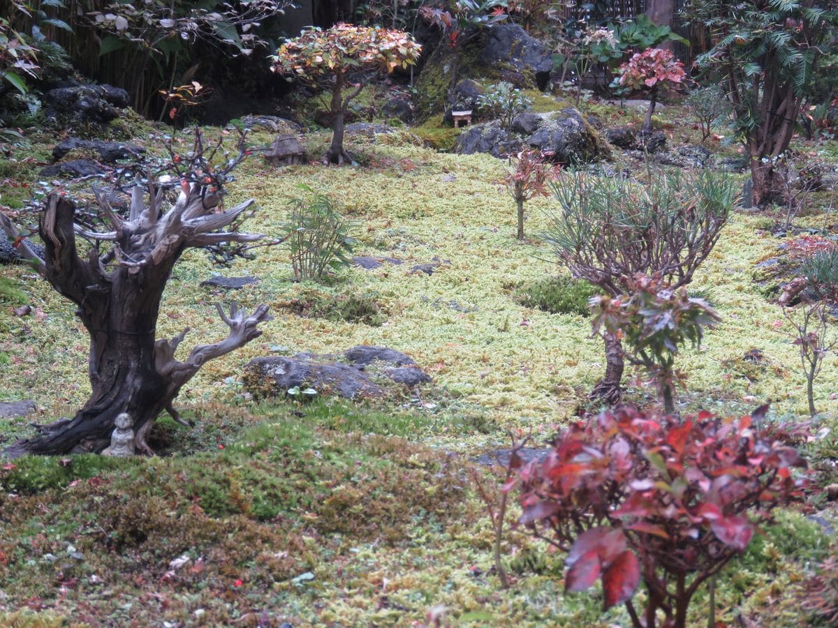 きょうの苔庭