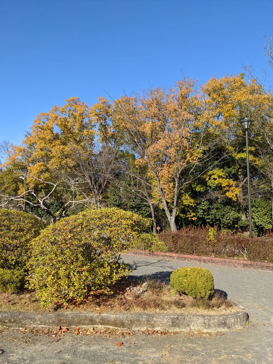 １２月３日(木)　虎渓公園