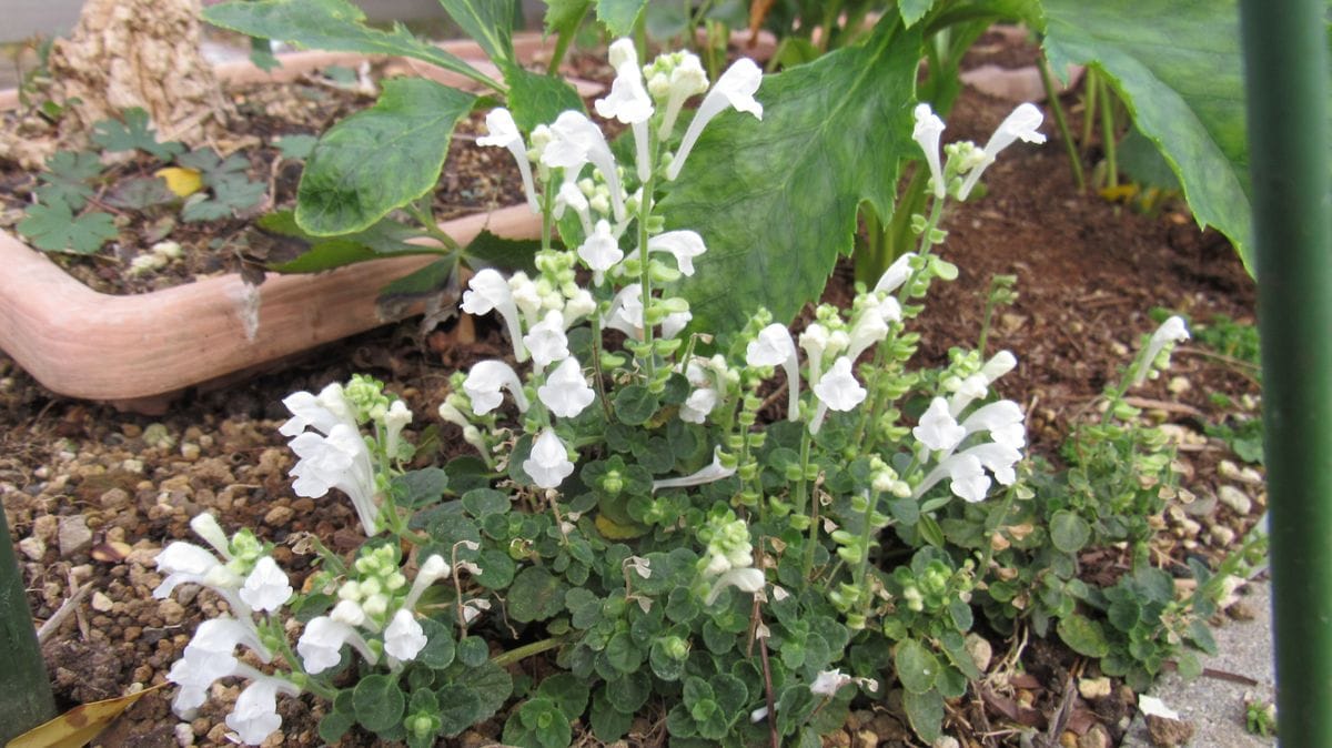 庭に定着した小さな山野草