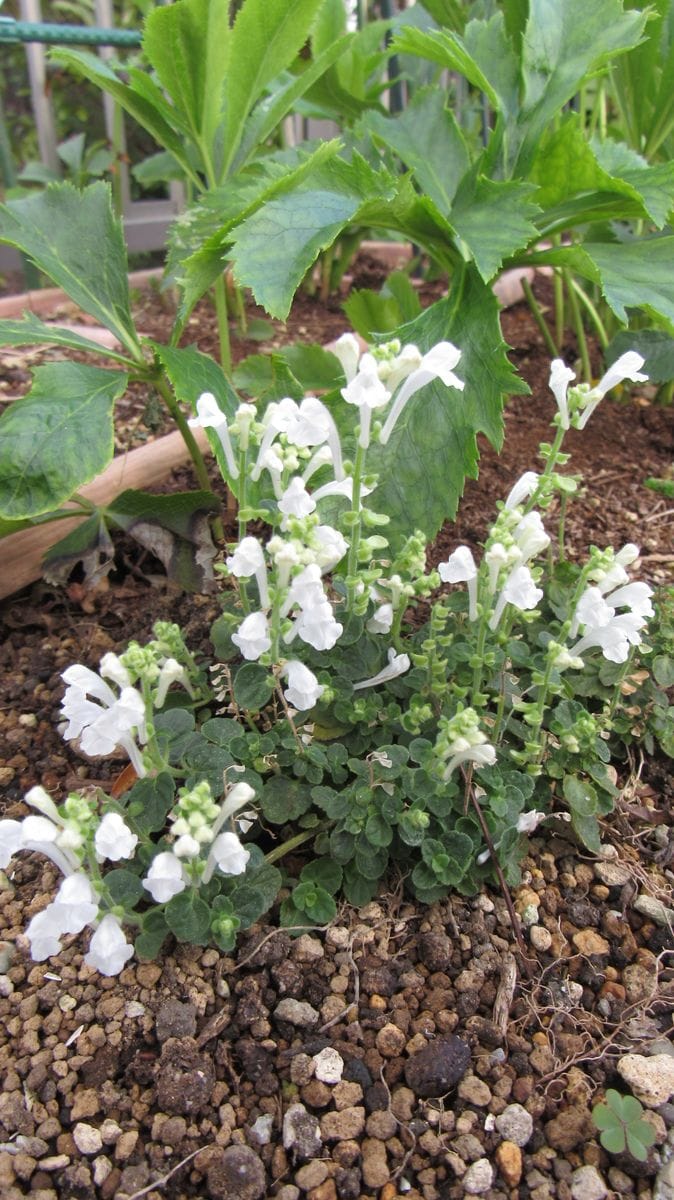 庭に定着した小さな山野草