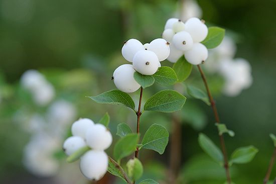 植物図鑑に新しく植物名を追加しました