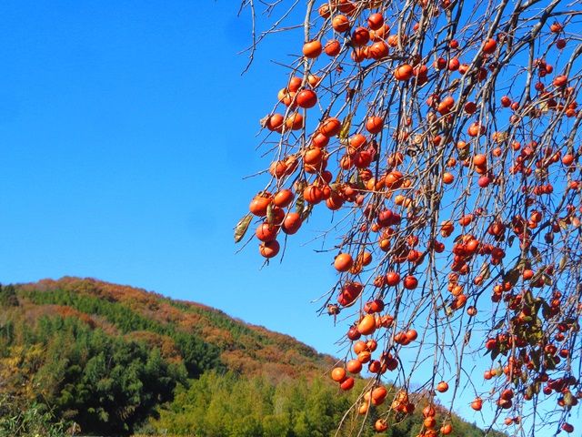 小春日和①