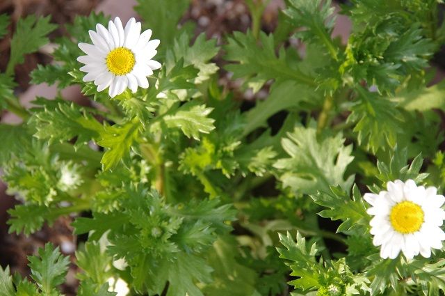 今頃赤花そば