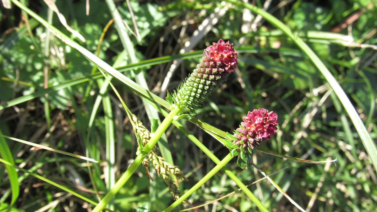 何故か12月ここは野草の宝庫