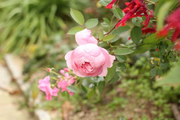 バス道沿いの花壇を整理