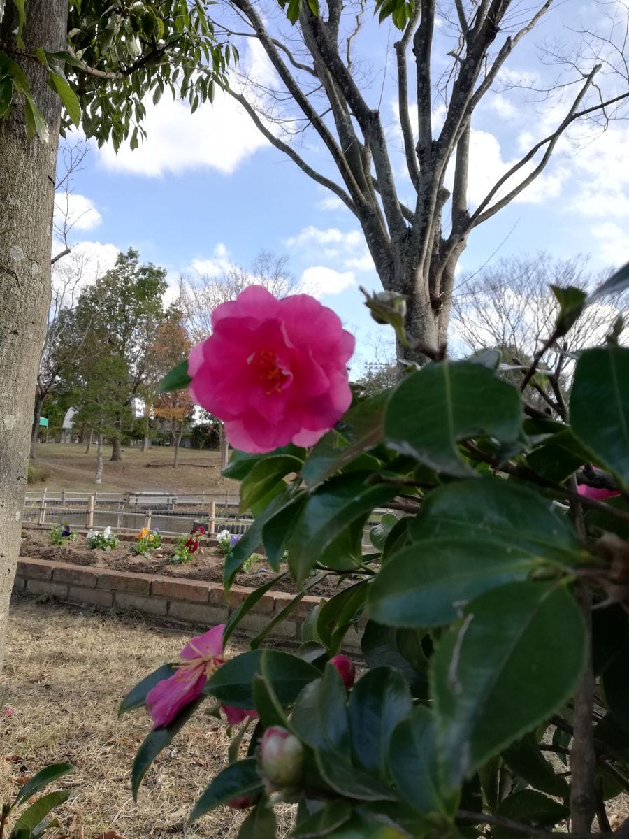 晴れ☀️。寒椿。カブ。菊と蝶。