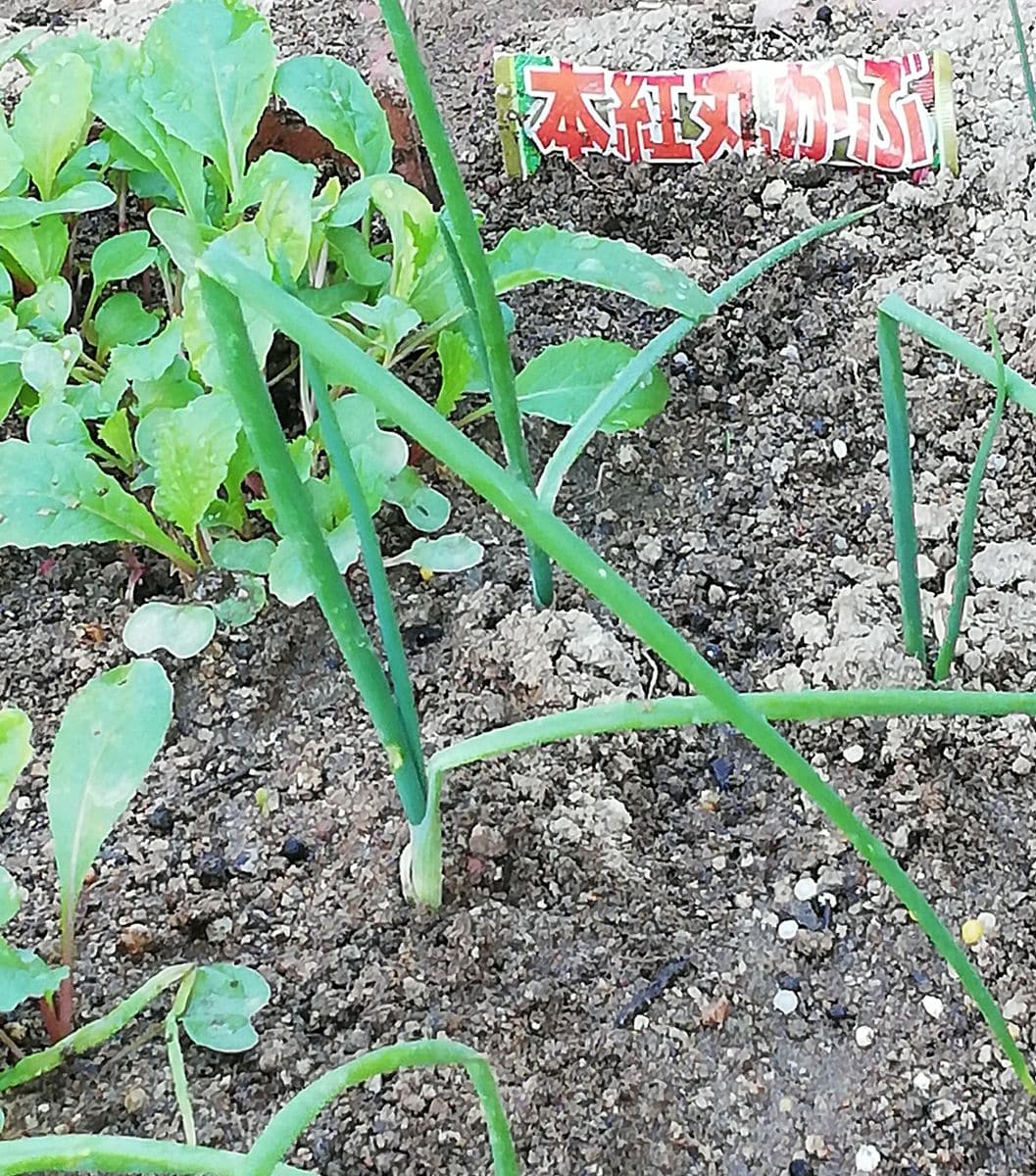 晴れ☀️。寒椿。カブ。菊と蝶。