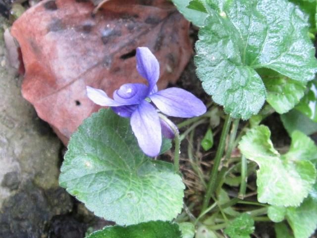 花壇の模様替え