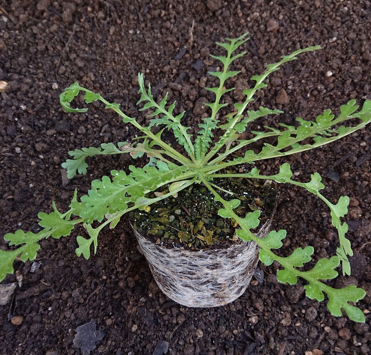 種蒔き用土と育苗用土⭐