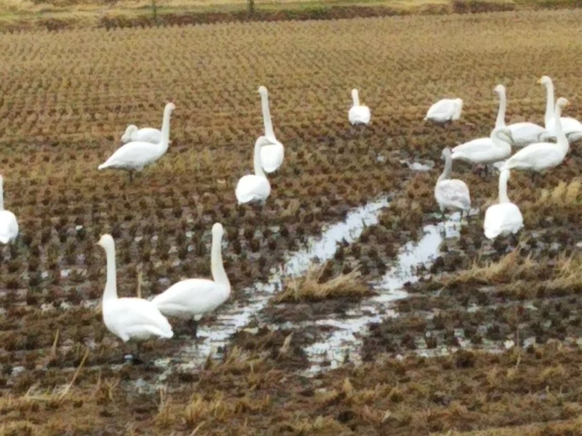 白鳥だ🎶