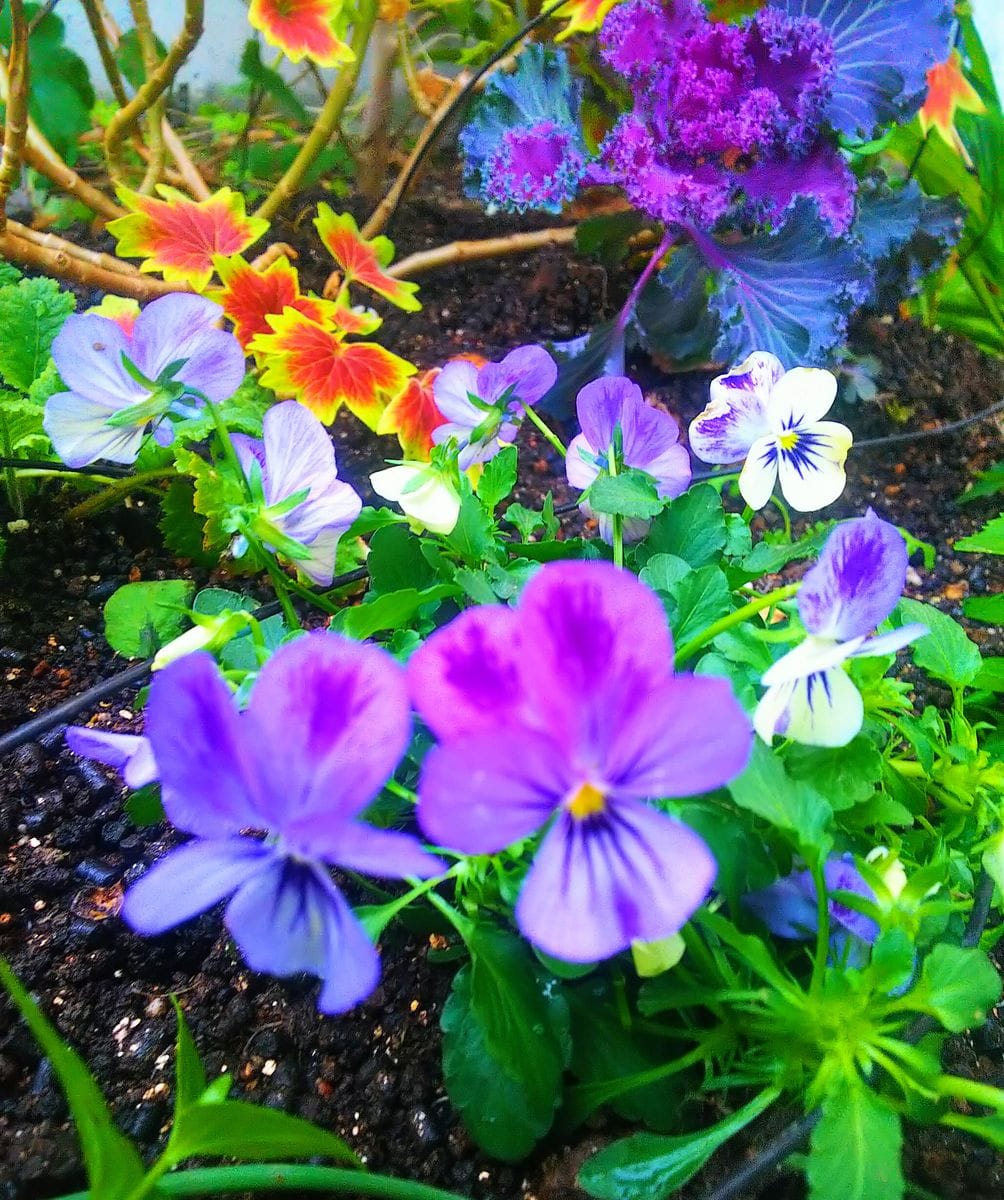 花壇の寄せ植え