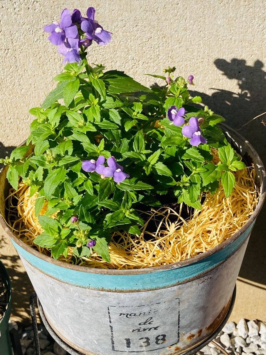 ブルー💙を植え替え🎵