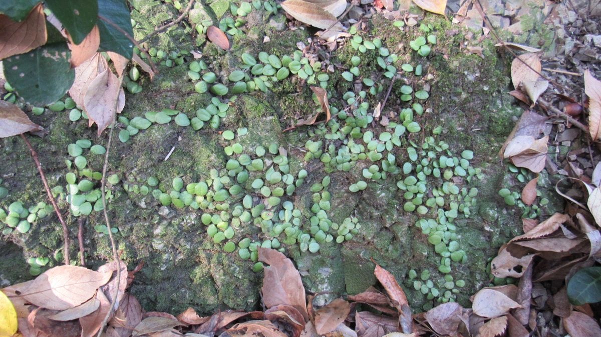 自然の豆蔦(マメヅタ)