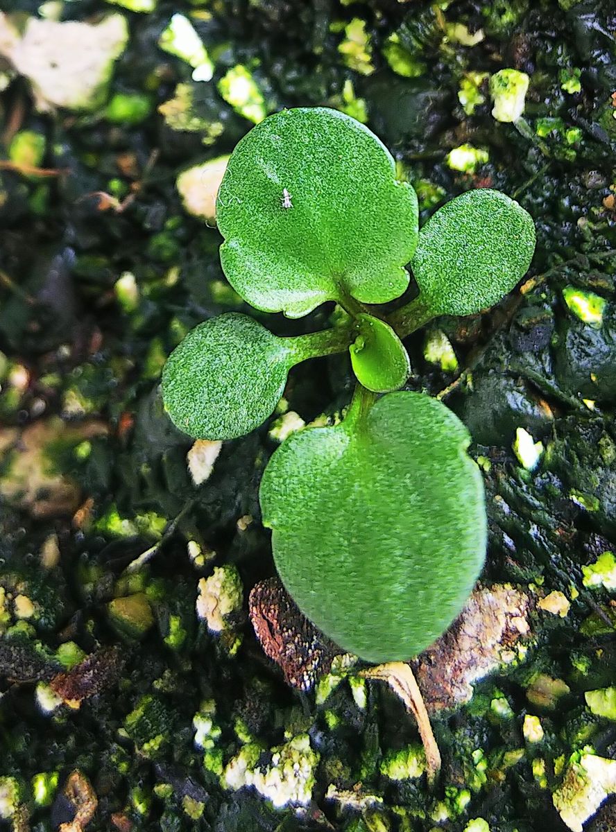 発芽の可愛い苗🌿