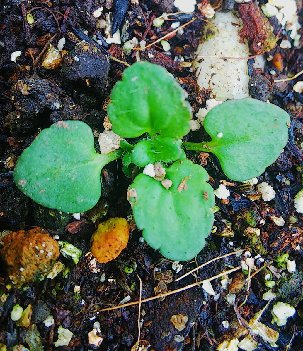 発芽の可愛い苗🌿