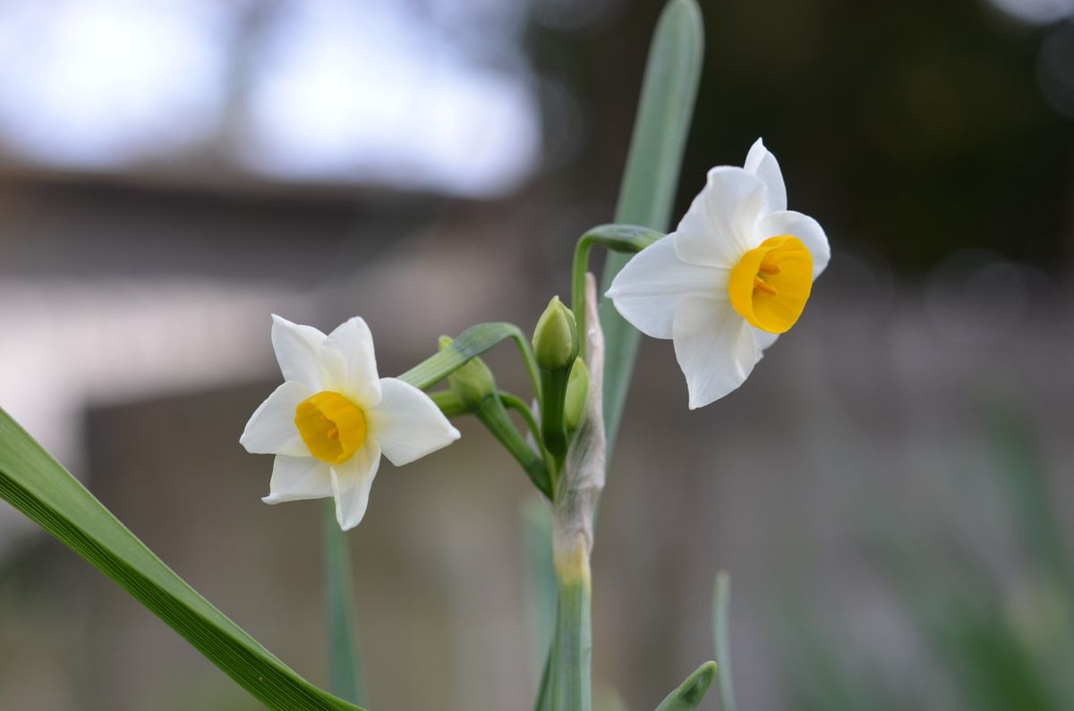 日本水仙が私の花畑でも咲いていました。