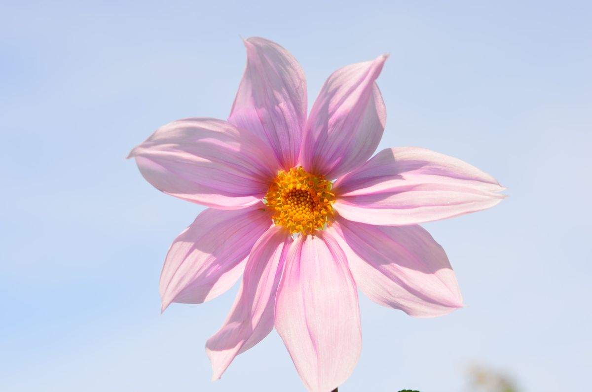 日本水仙が私の花畑でも咲いていました。