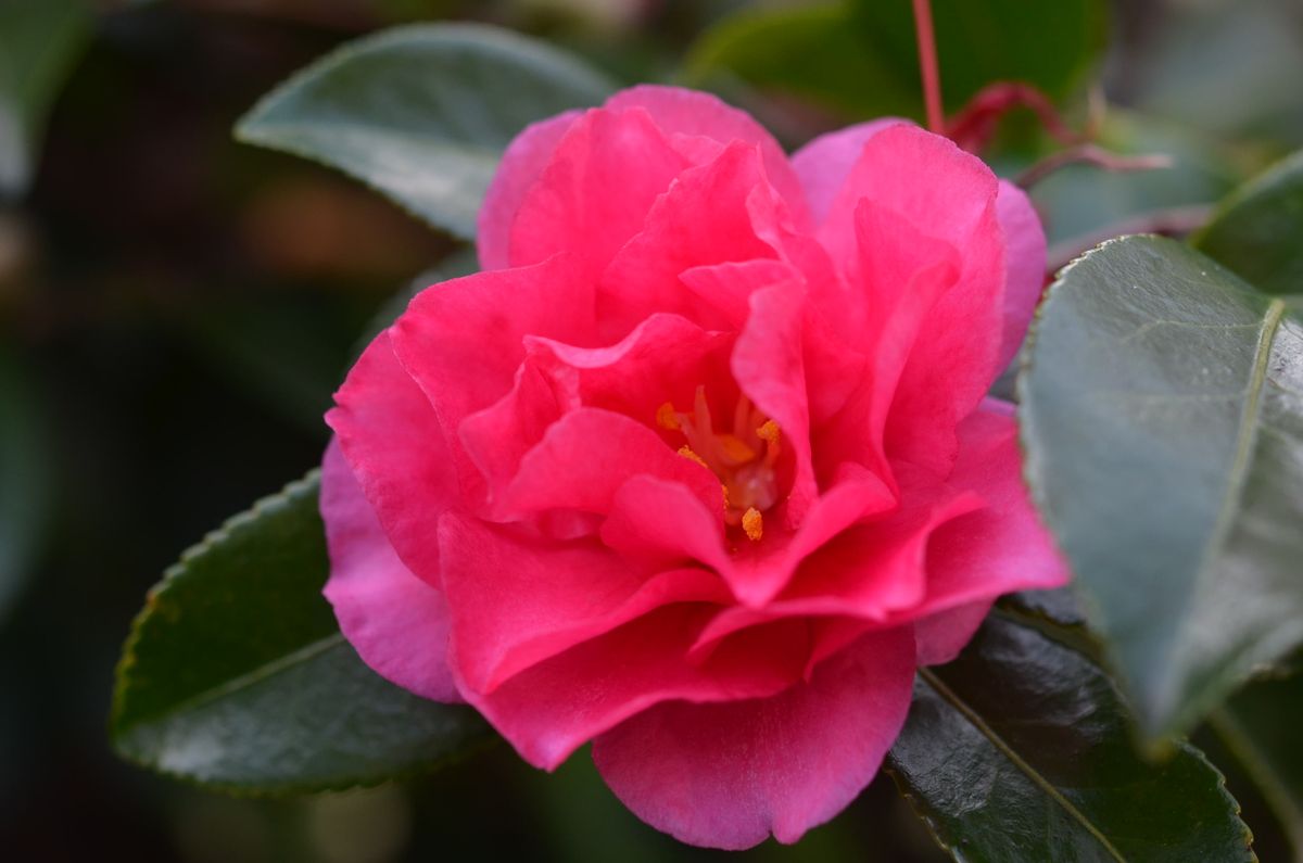 日本水仙が私の花畑でも咲いていました。