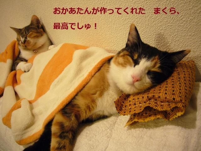 猫です