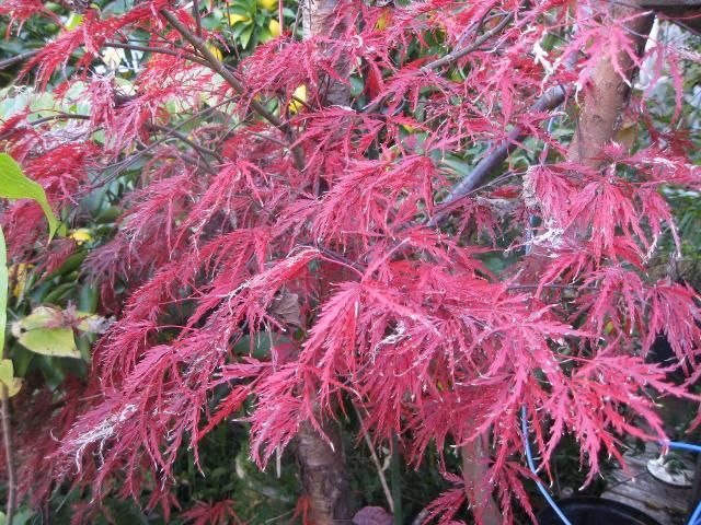 我家の最後の紅葉、ハイビスカス、寄せ植え。