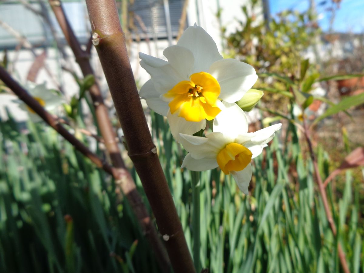 白いお花たち