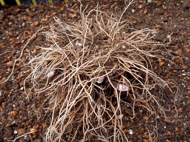 桜草の植え替えを始めました