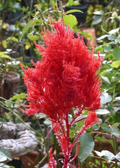 花色いろいろ「日向の秋」