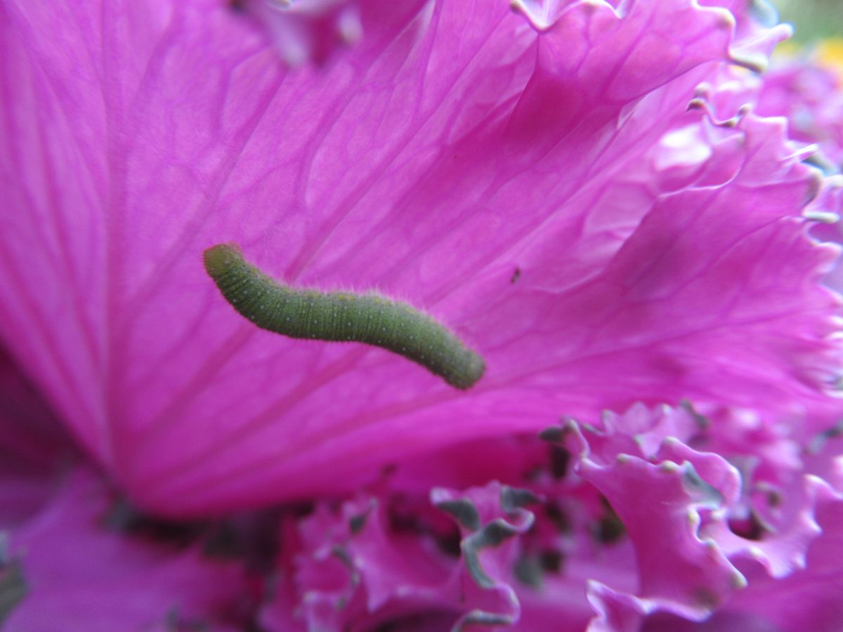 庭の様子（虫画像あり）