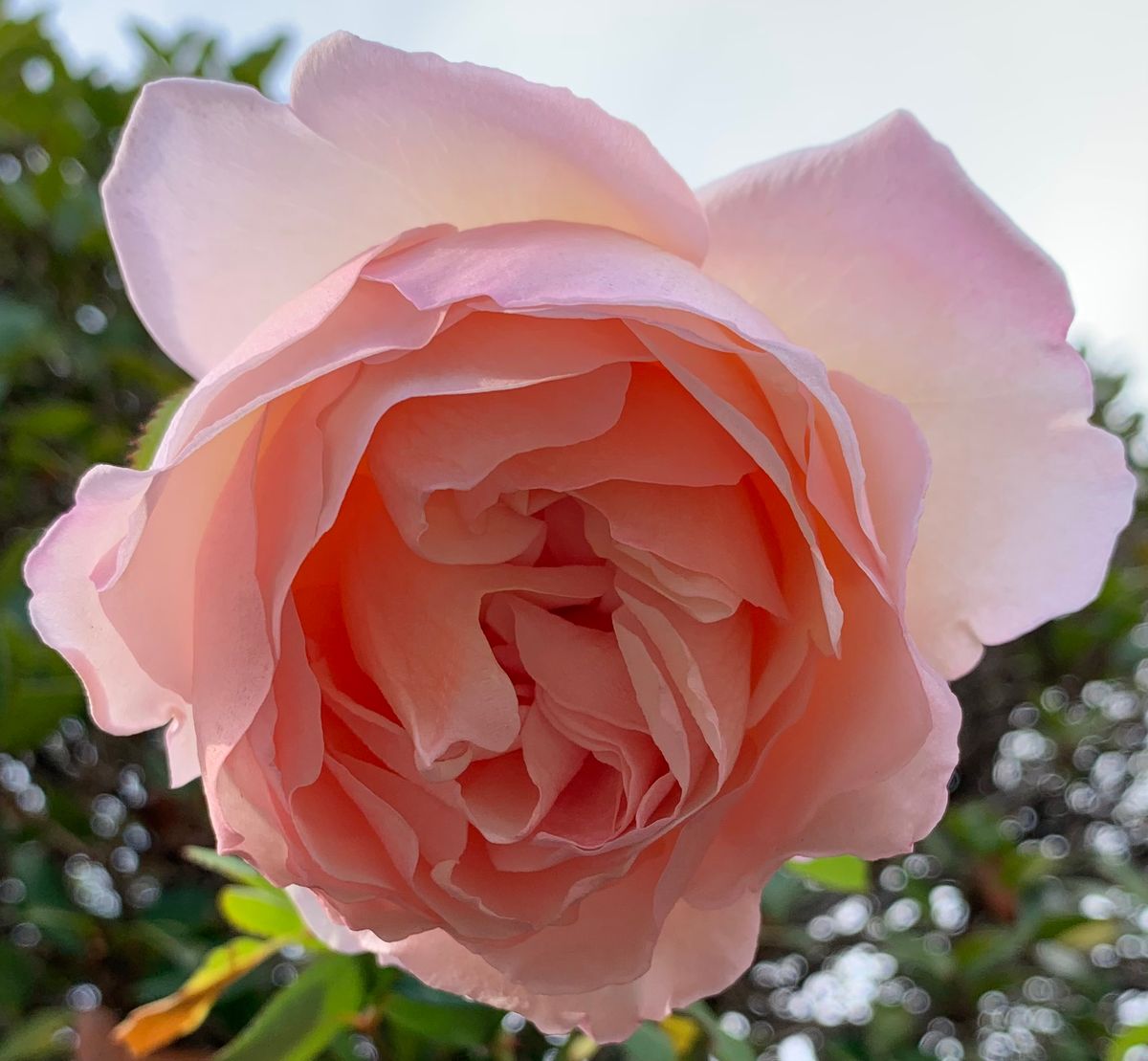 今日の薔薇