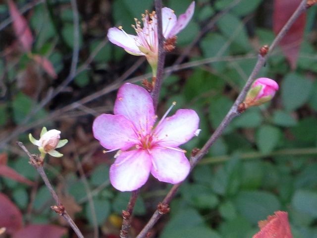 季節外れの花と紅葉