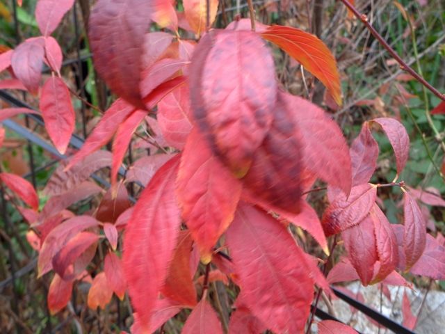 季節外れの花と紅葉